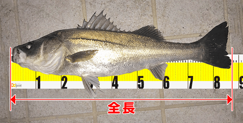 魚のサイズ